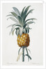 Bromelia ananas by Pierre Joseph Redoute