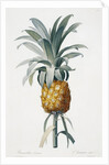 Bromelia ananas by Pierre Joseph Redoute