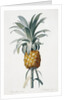 Bromelia ananas by Pierre Joseph Redoute