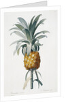 Bromelia ananas by Pierre Joseph Redoute