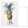 Bromelia ananas by Pierre Joseph Redoute