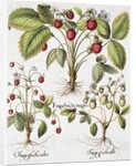 Three Varieties of Strawberry by Basil Besler