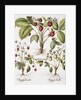 Three Varieties of Strawberry by Basil Besler