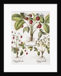 Three Varieties of Strawberry by Basil Besler