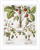 Three Varieties of Strawberry by Basil Besler