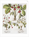 Three Varieties of Strawberry by Basil Besler