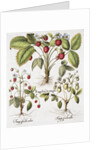 Three Varieties of Strawberry by Basil Besler