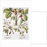 Three Varieties of Strawberry by Basil Besler