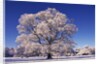 Snow-covered Tree in Belvoir Park by Anonymous