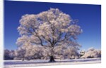 Snow-covered Tree in Belvoir Park by Anonymous