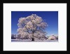 Snow-covered Tree in Belvoir Park by Anonymous