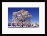 Snow-covered Tree in Belvoir Park by Anonymous