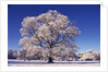 Snow-covered Tree in Belvoir Park by Anonymous
