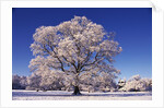 Snow-covered Tree in Belvoir Park by Anonymous