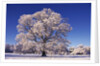Snow-covered Tree in Belvoir Park by Anonymous