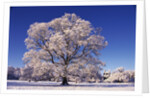 Snow-covered Tree in Belvoir Park by Anonymous