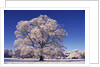 Snow-covered Tree in Belvoir Park by Anonymous