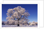 Snow-covered Tree in Belvoir Park by Anonymous