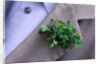 Shamrock Worn on St. Patrick's Day by Anonymous