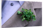 Shamrock Worn on St. Patrick's Day by Anonymous