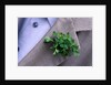 Shamrock Worn on St. Patrick's Day by Anonymous
