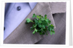 Shamrock Worn on St. Patrick's Day by Anonymous