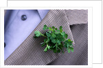 Shamrock Worn on St. Patrick's Day by Anonymous