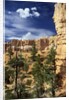 Hoodoos and Ponderosa Pines by Anonymous