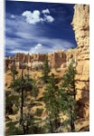 Hoodoos and Ponderosa Pines by Anonymous