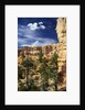 Hoodoos and Ponderosa Pines by Anonymous