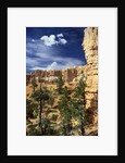 Hoodoos and Ponderosa Pines by Anonymous
