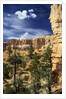 Hoodoos and Ponderosa Pines by Anonymous