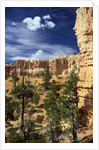 Hoodoos and Ponderosa Pines by Anonymous