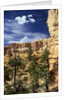 Hoodoos and Ponderosa Pines by Anonymous