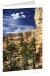 Hoodoos and Ponderosa Pines by Anonymous