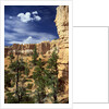 Hoodoos and Ponderosa Pines by Anonymous