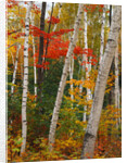 Birch and Maple Trees in Autumn by Anonymous