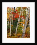 Birch and Maple Trees in Autumn by Anonymous