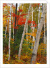 Birch and Maple Trees in Autumn by Anonymous
