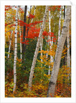 Birch and Maple Trees in Autumn by Anonymous