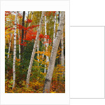 Birch and Maple Trees in Autumn by Anonymous