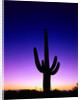 Saguaro at Twilight by Anonymous