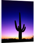 Saguaro at Twilight by Anonymous