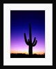 Saguaro at Twilight by Anonymous