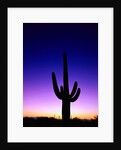 Saguaro at Twilight by Anonymous
