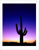 Saguaro at Twilight by Anonymous