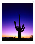 Saguaro at Twilight by Anonymous