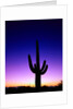 Saguaro at Twilight by Anonymous