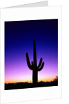 Saguaro at Twilight by Anonymous