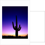 Saguaro at Twilight by Anonymous
